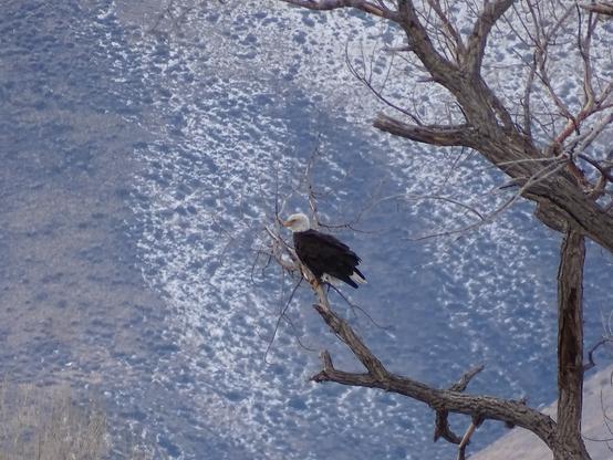 Perched high in a bare cottonwood tree, a lone bald eagle sits with its large yellow talons gripping a branch. It is in profile to the camera, its white head and yellow beak facing towards the left with the large black body standing out from the lightly snow covered hill in the background. The white tail is tucked under the dark wings, only a few feathers showing.