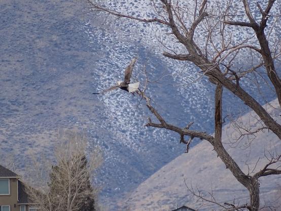Liftoff! A single bald eagle has taken off from the bare cottonwood branch, it's bright white tail flared and dark wings outstretched and raised upward. Its white head is facing towards the left, yellow beak barely visible against the snow covered hill in the background. The large yellow talons are hanging down, toes spread as they had just released from the branch.