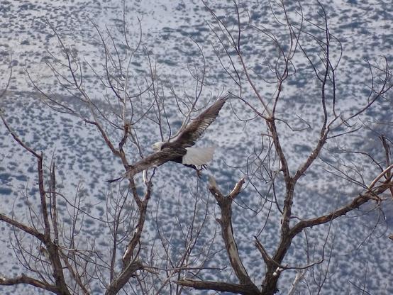 A single bald eagle has taken off from the broken bare cottonwood limb, it's bright white tail flared and dark wings outstretched. Its white head is facing towards the left, yellow beak barely visible against the snow covered hill in the background. The large yellow talons are hanging down, toes spread as they had just released from the branch.