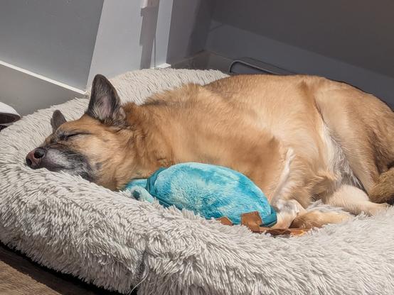 A German shepherd dog l, sleeping in a dog bed. Curled up with a turtle shaped dog toy