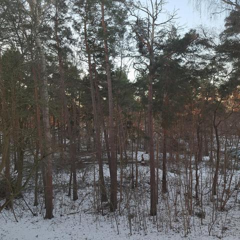 Barren trees and a thin layer of snow.