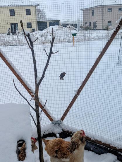 Winter scene in chicken coop, snow covering the ground with two Faverolles hens. A robin is perched on the wire mesh above the chickens.