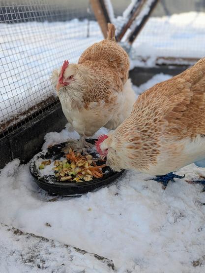 Two Faverolles chickens eating from a plate in the snow. There are carrots, apples, pears, and cucumber bits on the plate.