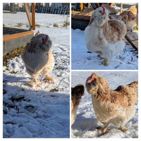 Collage of speckled Faverolles hens in snowy winter conditions.