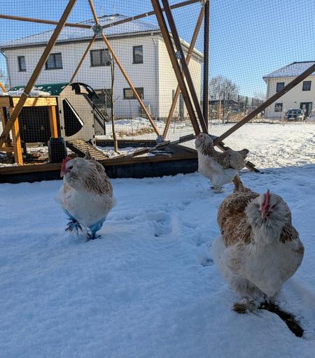 Three fluffy Faverolles hens, with feathery feet, two in the foreground and one in the background, explore their snow-covered chicken run on a sunny winter day. Their coop is in the background.