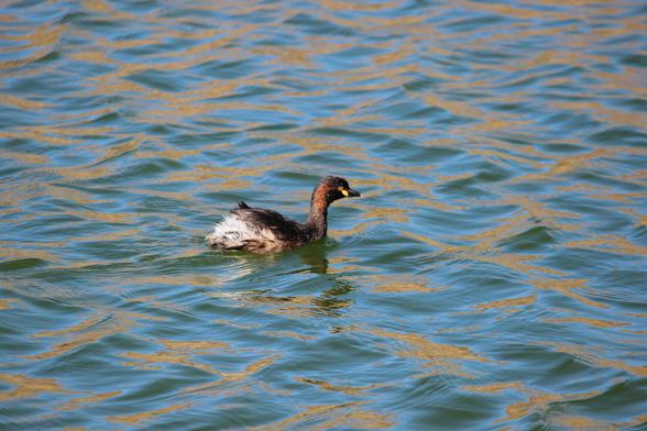 A small grebe swimming on the rippled surface of a pond. It is a bit wet from diving, has fluffy white feathers around its backside, a chestnut brown neck, and a little yellow mark below its eye.