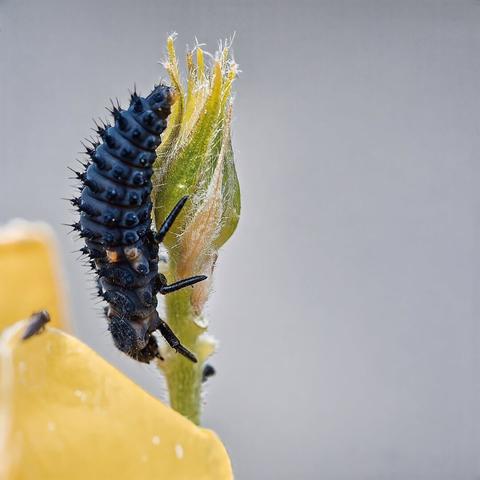 A macro photograph captures a ladybug larva in striking detail. The larva appears dark blue-black in color, with a segmented body featuring prominent spikes along its length. It's positioned on a green plant stem that shows delicate yellow-white filaments at its tip. The background is soft gray, creating natural depth. The composition includes a partial view of a yellow surface at the bottom of the frame. The larva's body shows clear segmentation with small protrusions and its characteristic spiny appearance. The image demonstrates sharp focus on the main subject while maintaining a smooth bokeh effect in the background.
