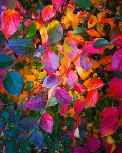 Colorful autumn foliage