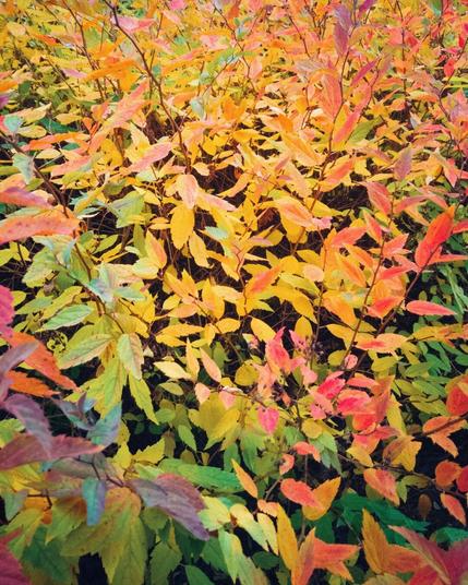 Colorful autumn foliage