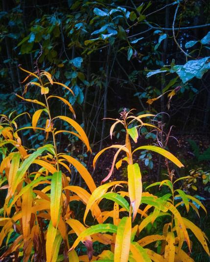 Colorful autumn foliage