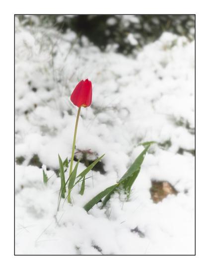 A solitary red tulip bravely emerges from a blanket of white snow, showcasing the resilience of life amidst winter's chill.