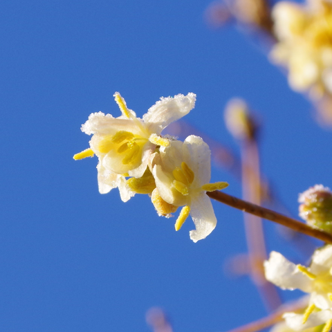 Hellgelbe Blüte vor blauen Himmel.