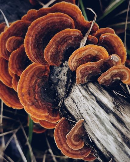 A group of reddish-brown leaf-fungi, cloaking a piece of dead wood