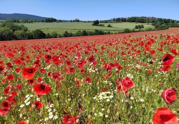 Im ersten Jahr der Umsetzung des Projekts „KOOPERATIV” waren die Blühflächen von einer intensiven Klatschmohnblüte gekennzeichnet.

Foto: Stefan Schüler
