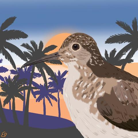 A solitary sandpiper, a bird with a cream-coloured body and heads and back in shades of light brown, in front of a sunset by the ocean with palm trees, cartoon style.