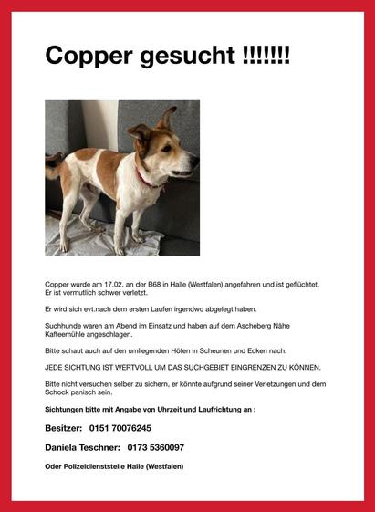 Copper gesucht !

Copper wurde am 17.02. an der B68 in Halle (Westfalen) angefahren und ist geflüchtet. Er ist vermutlich schwer verletzt.

Er wird sich evt.nach dem ersten Laufen irgendwo abgelegt haben.

Suchhunde waren am Abend im Einsatz und haben auf dem Ascheberg Nähe Kaffeemühle angeschlagen.

Bitte schaut auch auf den umliegenden Höfen in Scheunen und Ecken nach.

JEDE SICHTUNG IST WERTVOLL UM DAS SUCHGEBIET EINGRENZEN ZU KÖNNEN.

Bitte nicht versuchen selber zu sichern, er könnte aufgrund seiner Verletzungen und dem Schock panisch sein.

Sichtungen bitte mit Angabe von Uhrzeit und Laufrichtung an:

Besitzer: 015170076245

Daniela Teschner: 0173 5360097

Oder Polizeidienststelle Halle (Westfalen)
