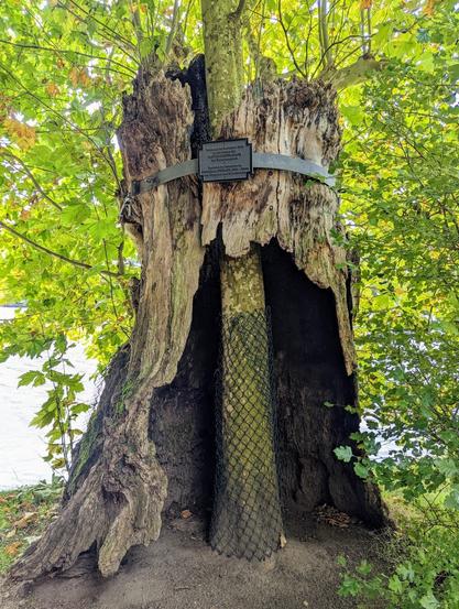 A large, split tree trunk with a hollow interior, where a young tree is growing since 2009, protected by a wire mesh and supported by a metal band with a plaque.