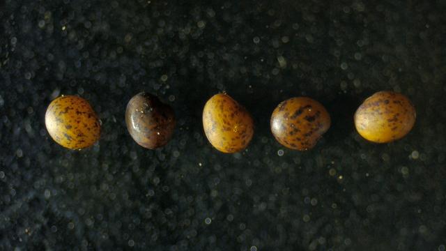Closeup van 5 zaden van de gewone rolklaver. Ze variëren van geel tot bruin met donkerbruine spikkels.