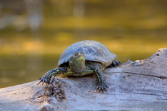 European pond turtle sitting on a fallen trunk, a muddy-looking, sunlit water surface in its back.