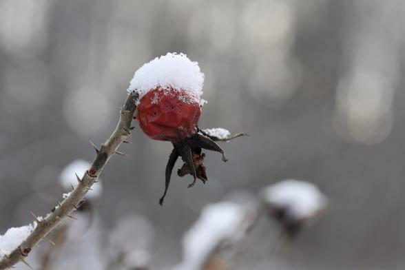 A photo of a snow-covered rose hip in winter.