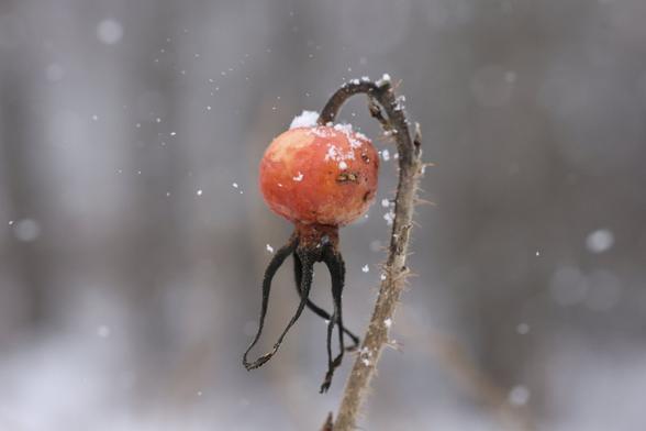 A photo of a rose hip in winter. It has been struck by a snow flake.