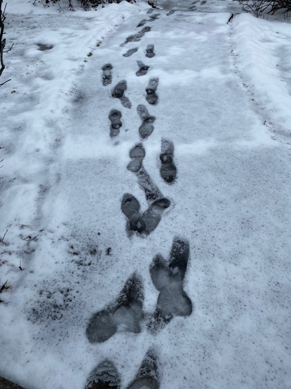 Color image of footsteps left in fresh snow, arriving and leaving a residence. Image shows dozens of fresh bootprints in new snow on a sidewalk.