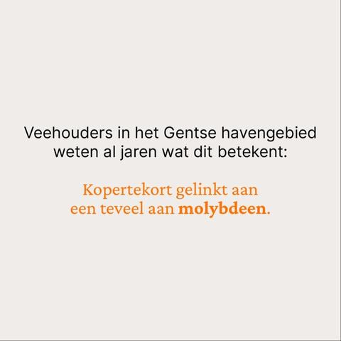 Veehouders in het Gentse havengebied weten al jaren wat dit betekent:

Kopertekort gelinkt aan een teveel aan molybdeen.