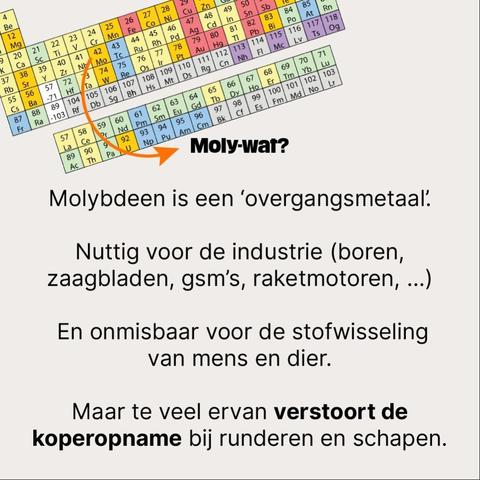 Moly-wat?

Molybdeen is een ‘overgangsmetaal’.

Nuttig voor de industrie (boren, zaagbladen, gsm’s, raketmotoren, …)

 En onmisbaar voor de stofwisseling van mens en dier.

Maar te veel ervan verstoort de koperopname bij runderen en schapen.