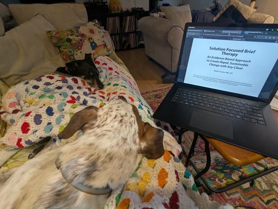 two dogs laying on a rainbow blanket next to a computer