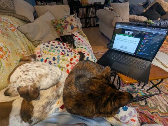 two dogs and a cat laying on a rainbow blanket next to a computer