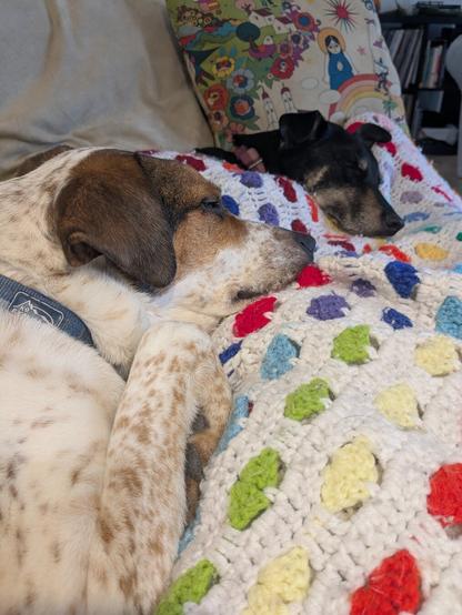close up of a white dog with brown spots and a black dog sleeping on a rainbow blanket.