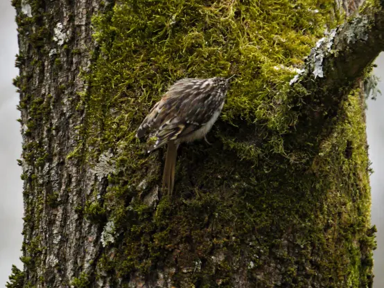 Mit Moos bewachsene Seite eines Baumstammes. Daran hängt ein Vogel mit braun-weiß gemasertem Rücken und Schwanz.