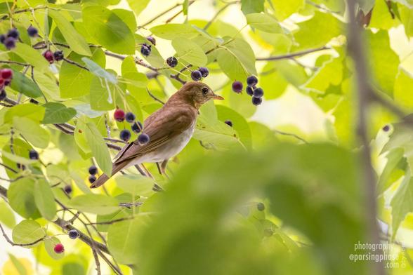 Surrounded by blue and red berries, among leafy foliage, a brown-backed songbird looks contemplative.