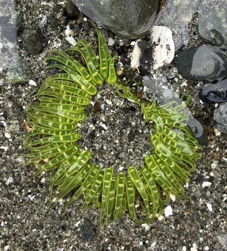 A ring of small tentacles is emerging from the watery beach sand. They’re bright lime green with lighter stripes.