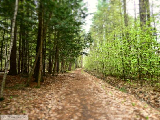 A path through the woods with dark evergreens on one side and bright Spring leaves on the other.