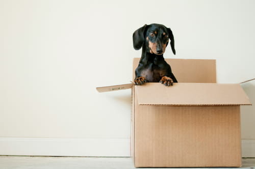 Sur fond blanc : Un chien, pinscher croisé, sort d'un carton ouvert.