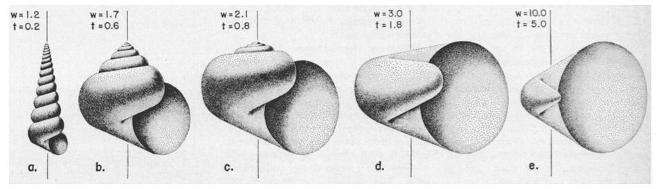 A schematic showing a sequence of shapes between a long spiral cone of a snail and less coiled shapes with comparatively larger whorls, leading to a clam shell, which has a hint of a coil at the "beak" but is otherwise just a giant concave shell opening (aperture)