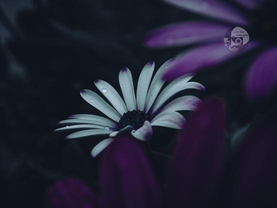 a white African daisy covered in dew drops peeks from behind two purple daisies in the foreground