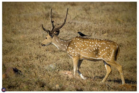 a male spotted deer with antlers, walking across a grassland (dried brown grass) and has a black bird sitting on its shoulder. 

(bird - black drongo)