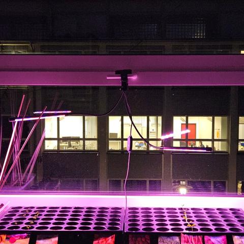 Mit Pflanzenlampe beleuchtete Sämlinge.