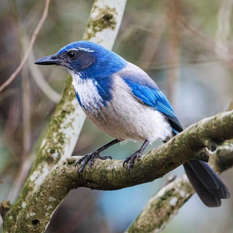 A photo of a California scrub jay (Aphelocoma californica), a medium-sized songbird with a vibrant blue head, wings, and tail, gray underside, white throat, black eyes, white eyebrows, black beak, and black legs. It is perched on a tree branch facing to the left.