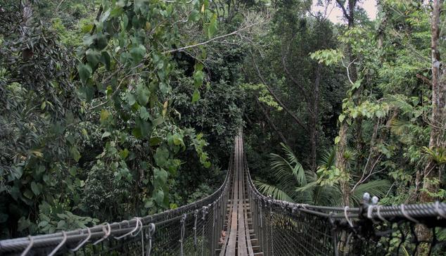 The photograph of a rope bridge with wooden floor from an end of the bridge. The bridge is suspended in the tree canopy of a thick tropical forest. The ground cannot be seen. The curve of the suspended bridge descends low and the middle of the bridge is shaded by trees. The other end of the bridge is hidden in the canopy.