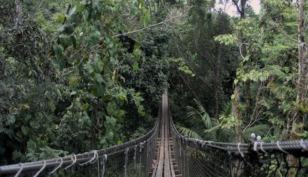 The photograph of a rope bridge with wooden floor from an end of the bridge. The bridge is suspended in the tree canopy of a thick tropical forest. The ground cannot be seen. The curve of the suspended bridge descends low and the middle of the bridge is shaded by trees. The other end of the bridge is hidden in the canopy.