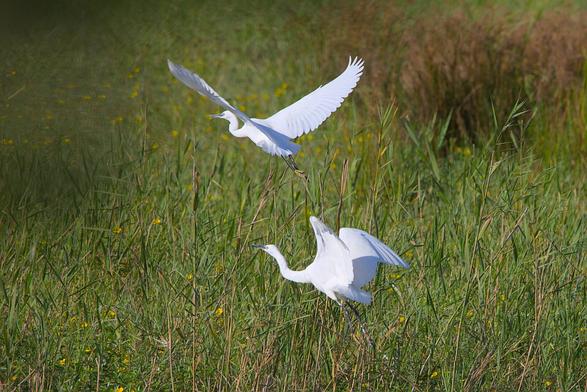 two egrets flying up from the reeds.