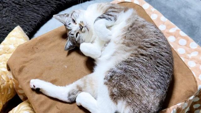 お外を歩く猫に我が家の猫たちは釘付け！しかしある猫だけは…