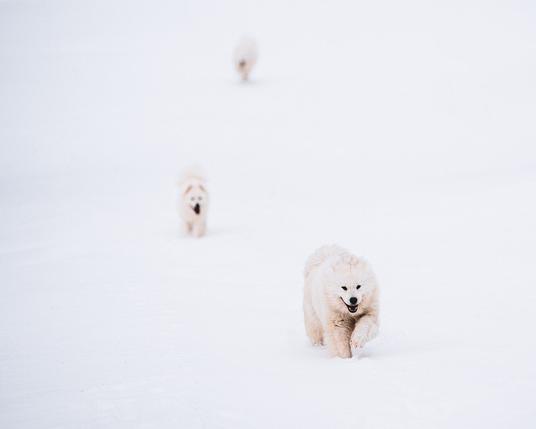 Samoyeds enjoying the norwegian winter.