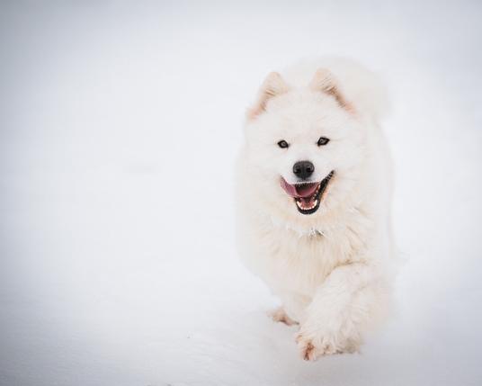 Samoyed in the snow
