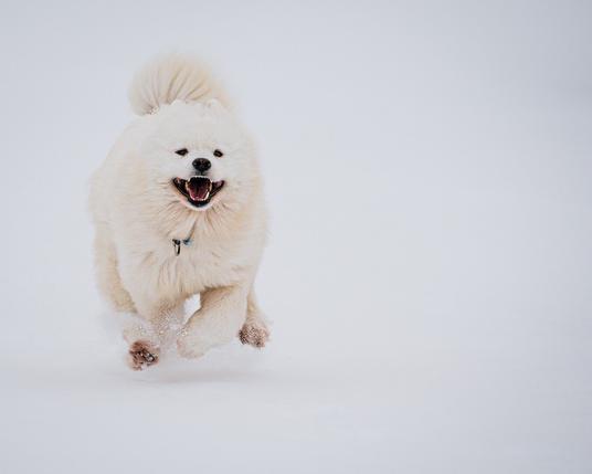 Samoyed in the snow