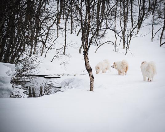Three Samoyeds in the snow by a river