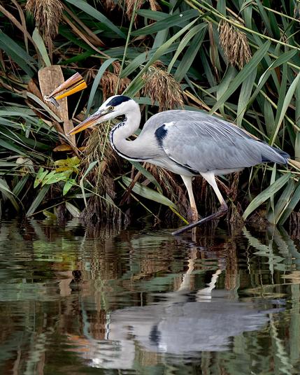 El bernat pescaire (Ardea cinerea), un ardeid que pot arribar al metre d'alçada. El seu nom ens diu que és un ocell que pesca i això és el que ha fet, però molts més com aquest haurà de pescar per no passar gana. 
A la foto es veu un bernat pescaire amb un peix ben petit al seu bec.